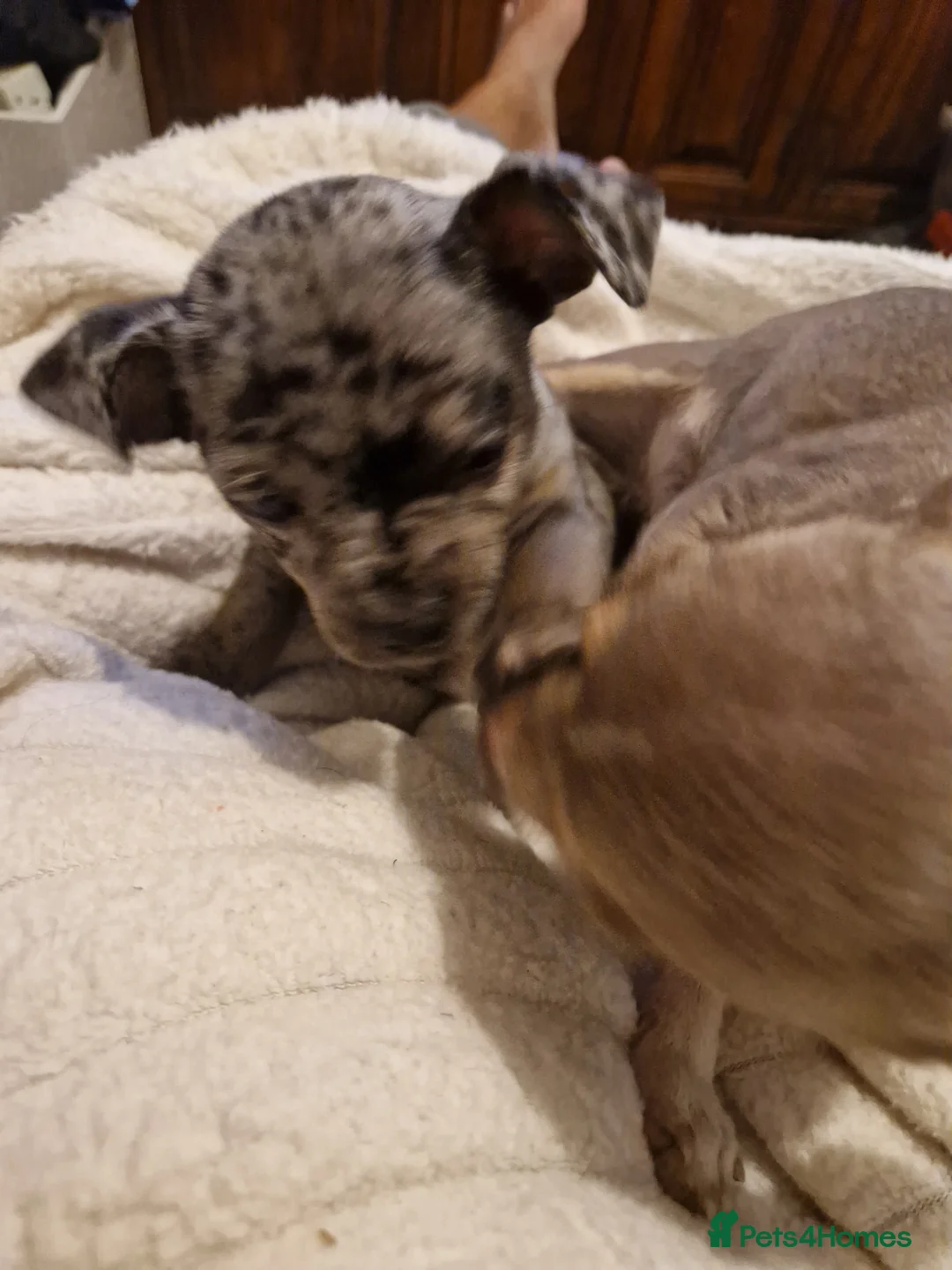 Chihuahua dogs for sale: Chihuahua  - Advert 3