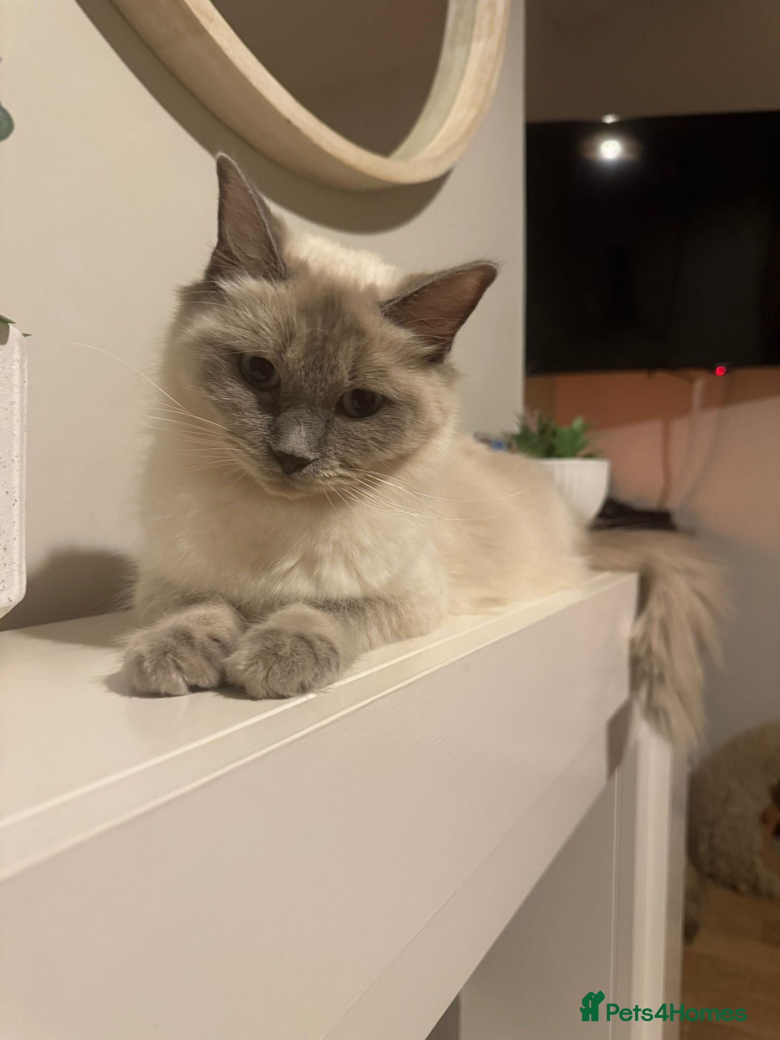 Mixed Breed cats Maine coon x ragdoll - Advert 2