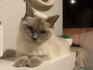 Mixed Breed cats Maine coon x ragdoll - Advert 2