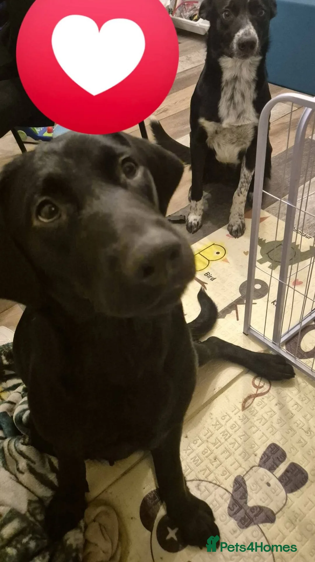 Borador dogs for sale: Lablador / border collie puppies - Advert 2