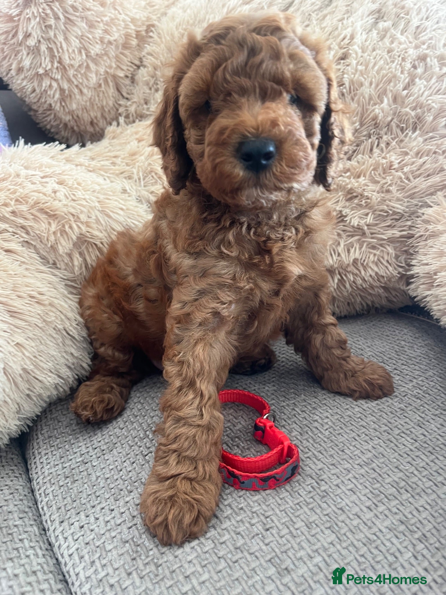 Cockapoo dogs Stunning Cockapoo Puppies - Advert 2