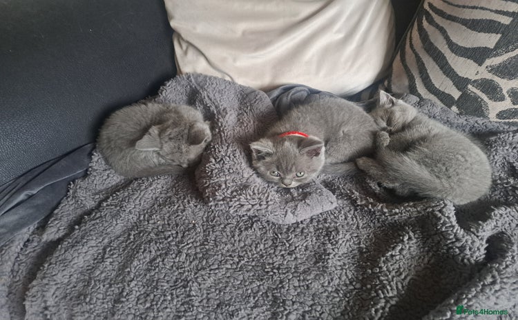 British Shorthair cats - Advert 4