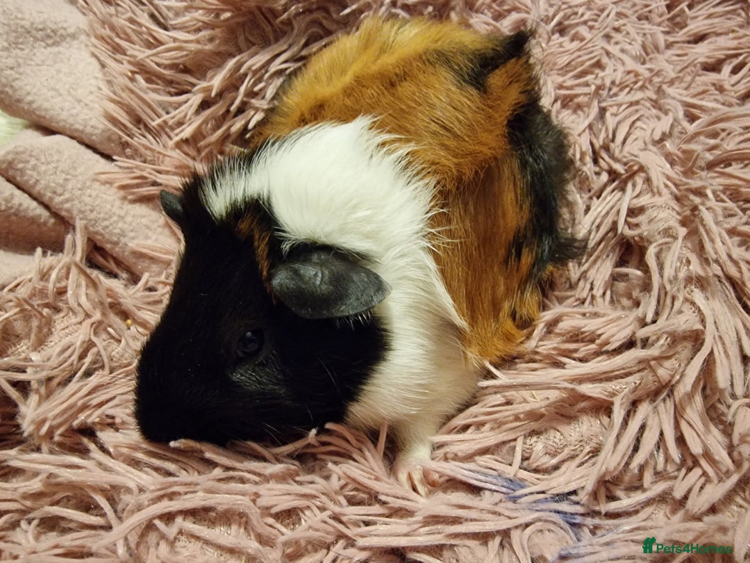 Guinea Pig rodents for sale: 5 beautiful gineapigs 4 boys 1 girl available now - Advert 13