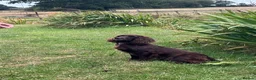 Cocker Spaniel dogs for sale: Outstanding Working Cocker Spaniel pups for sale in Stoke-on-Trent - Advert 9