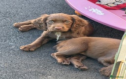 Cocker Spaniel dogs for sale: READY FOR NEW HOMES CAN LEAVE homes health tested  - Image 22