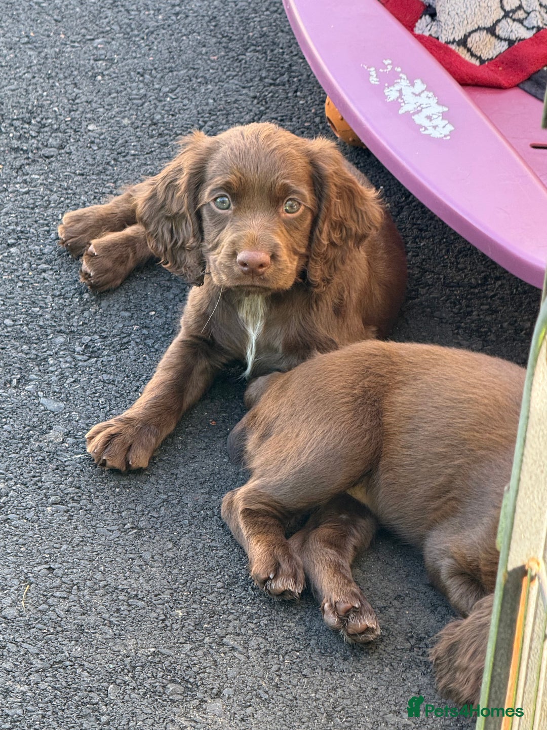 Cocker Spaniel dogs for sale: READY FOR NEW HOMES CAN LEAVE homes health tested  - Image 22