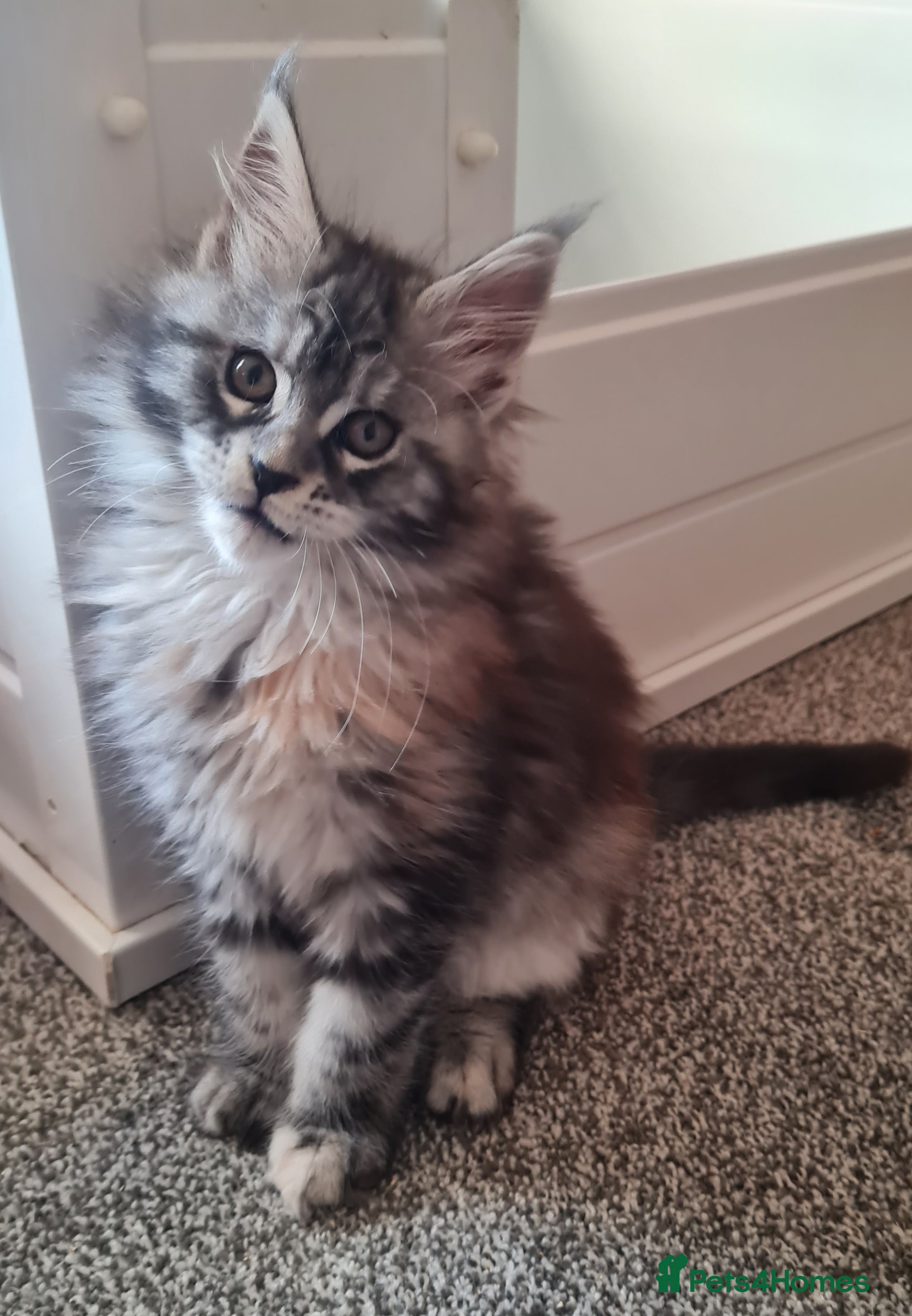 Maine Coon cats Pedigree Mainecoon Female - Advert 5