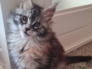 Maine Coon cats Pedigree Mainecoon Female - Advert 4