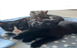Mixed Breed cats for sale: 4 x Beautiful Adorable Kittens *Ready Now* - Image 25