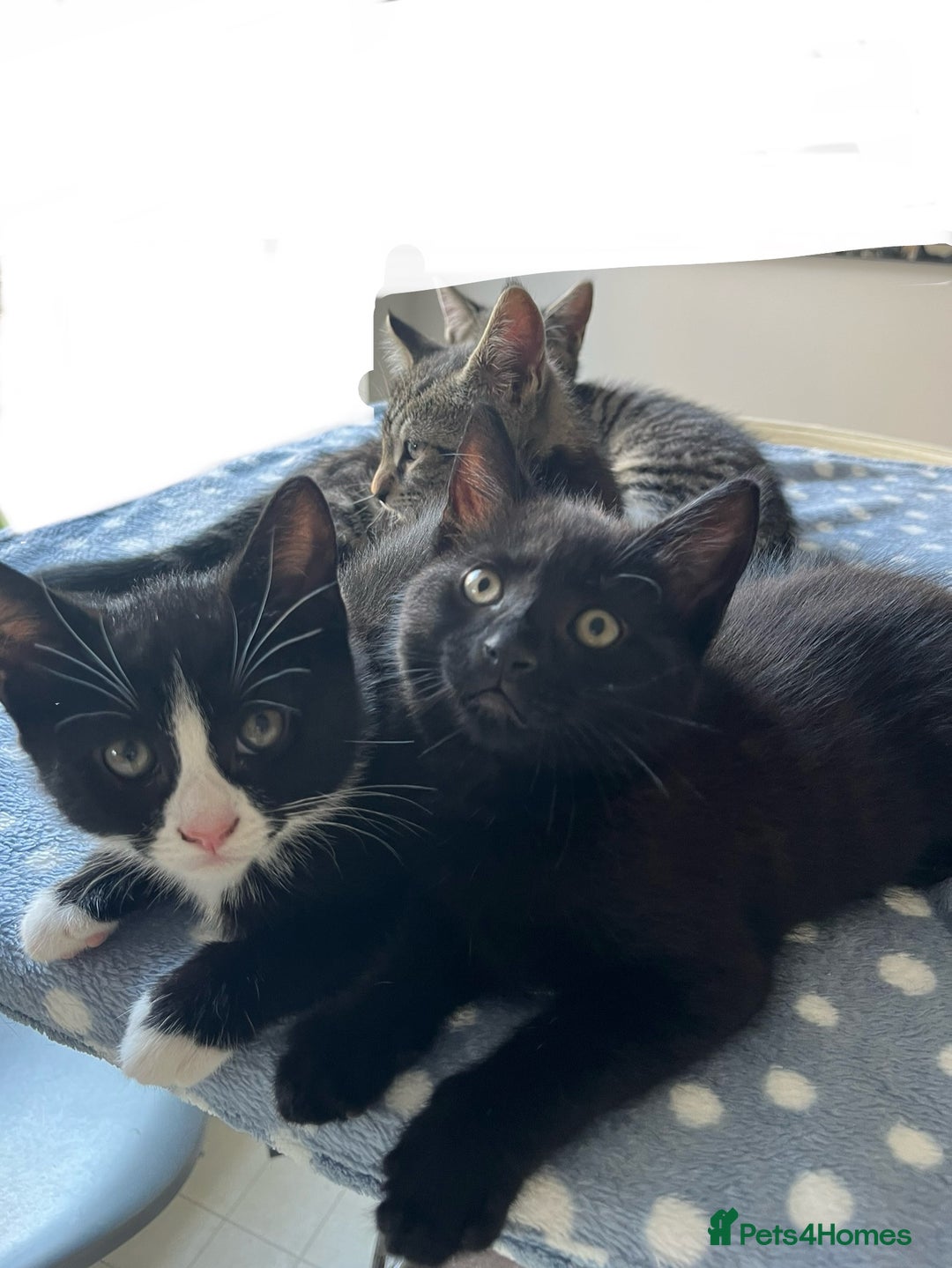 Mixed Breed cats for sale: 4 x Beautiful Adorable Kittens *Ready Now* - Image 25