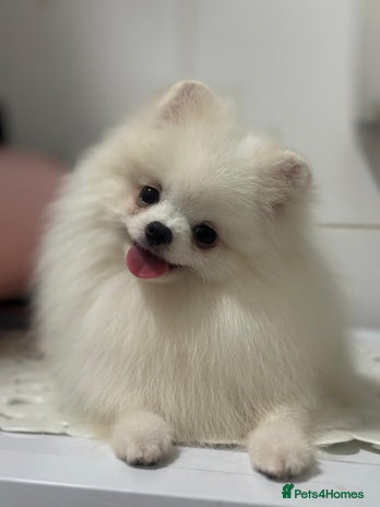 Pomeranian dogs White and Orange Pomeranian Boys - Advert 4