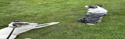 Lurcher dogs for stud: Handsome lurcher available for stud  - Advert 7