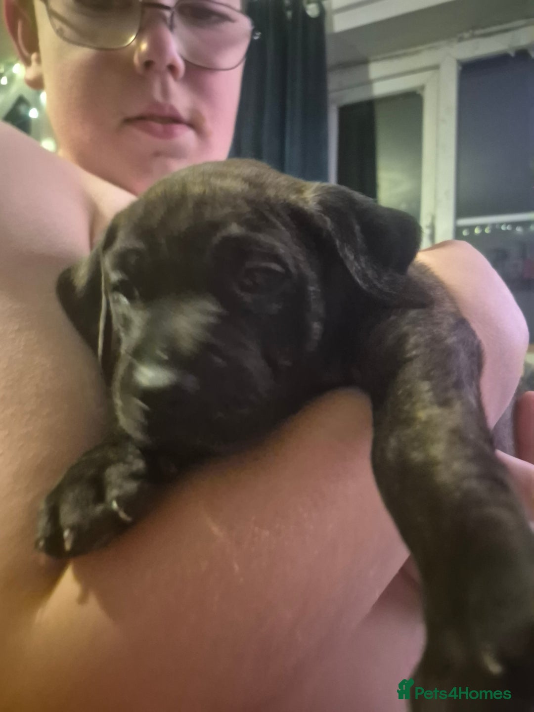 Mixed Breed dogs for sale: Staffy/border Collie/weimaraner mixed puppies - Advert 4