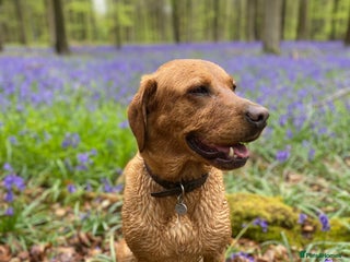 Labrador Retriever dogs Beautiful Fox Red Labrador Puppies - Advert 15