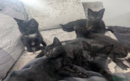 Mixed Breed cats for sale: Stunning black and ghost/black tabby kittens - Image 4