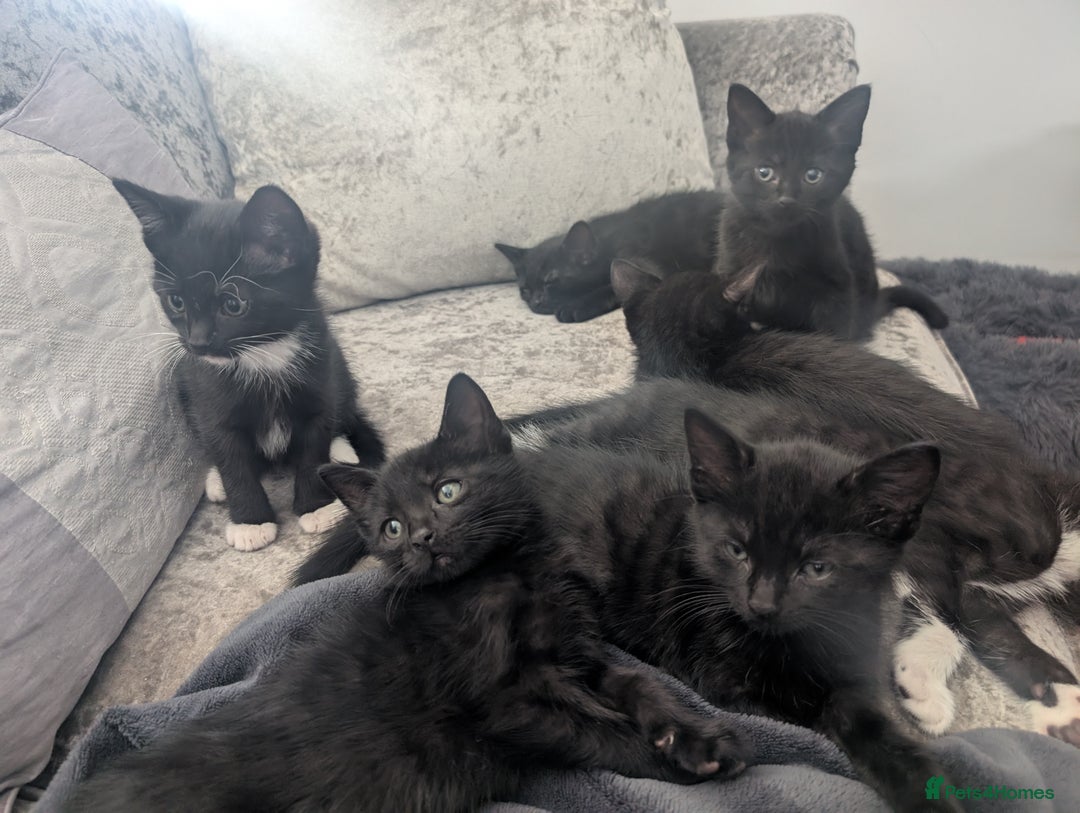 Mixed Breed cats for sale: Stunning black and ghost/black tabby kittens - Image 4