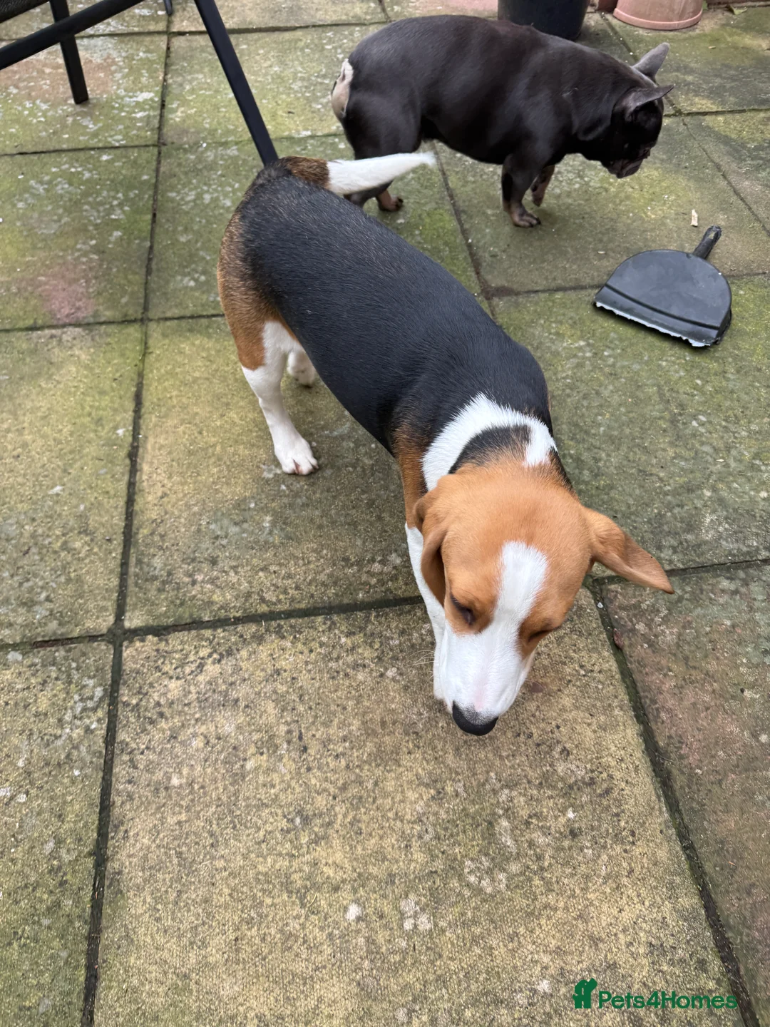 Beagle dogs for sale: Orio  - Advert 3