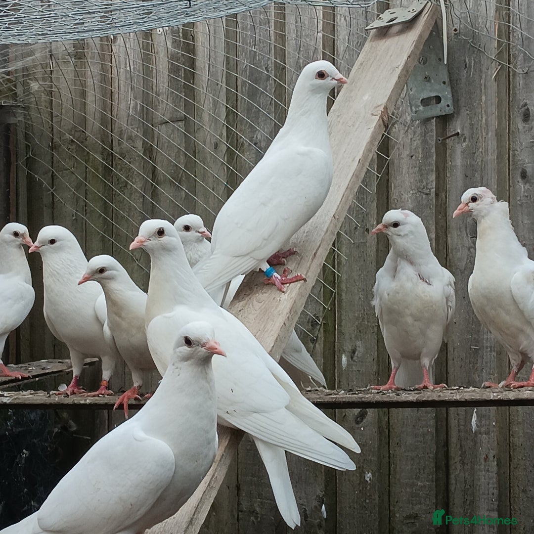Pigeons birds for sale: Pigeons - Image 4