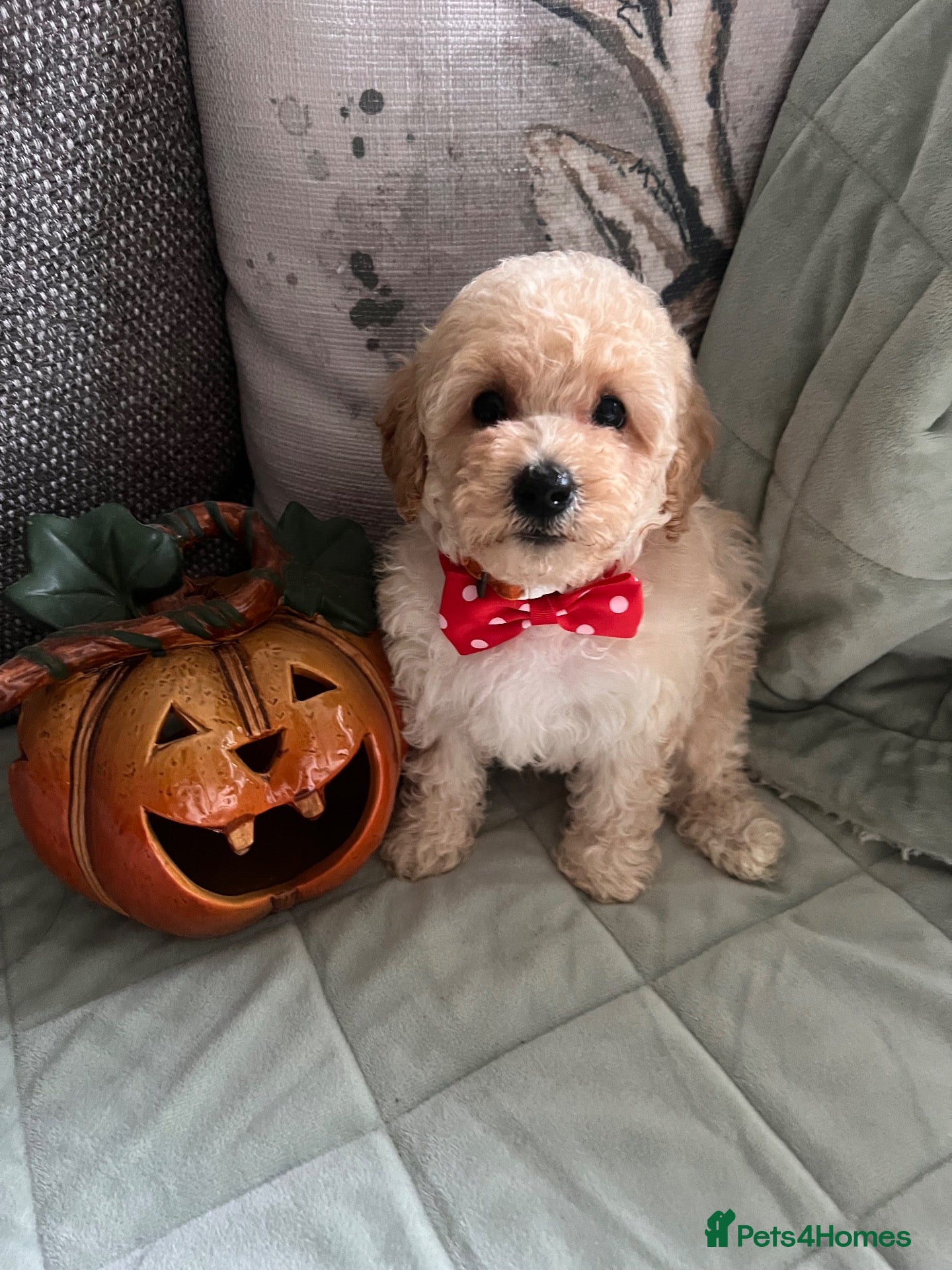 Poochon dogs for sale: 2 left Beautiful Home Bred Poochon Puppies  - Advert 1