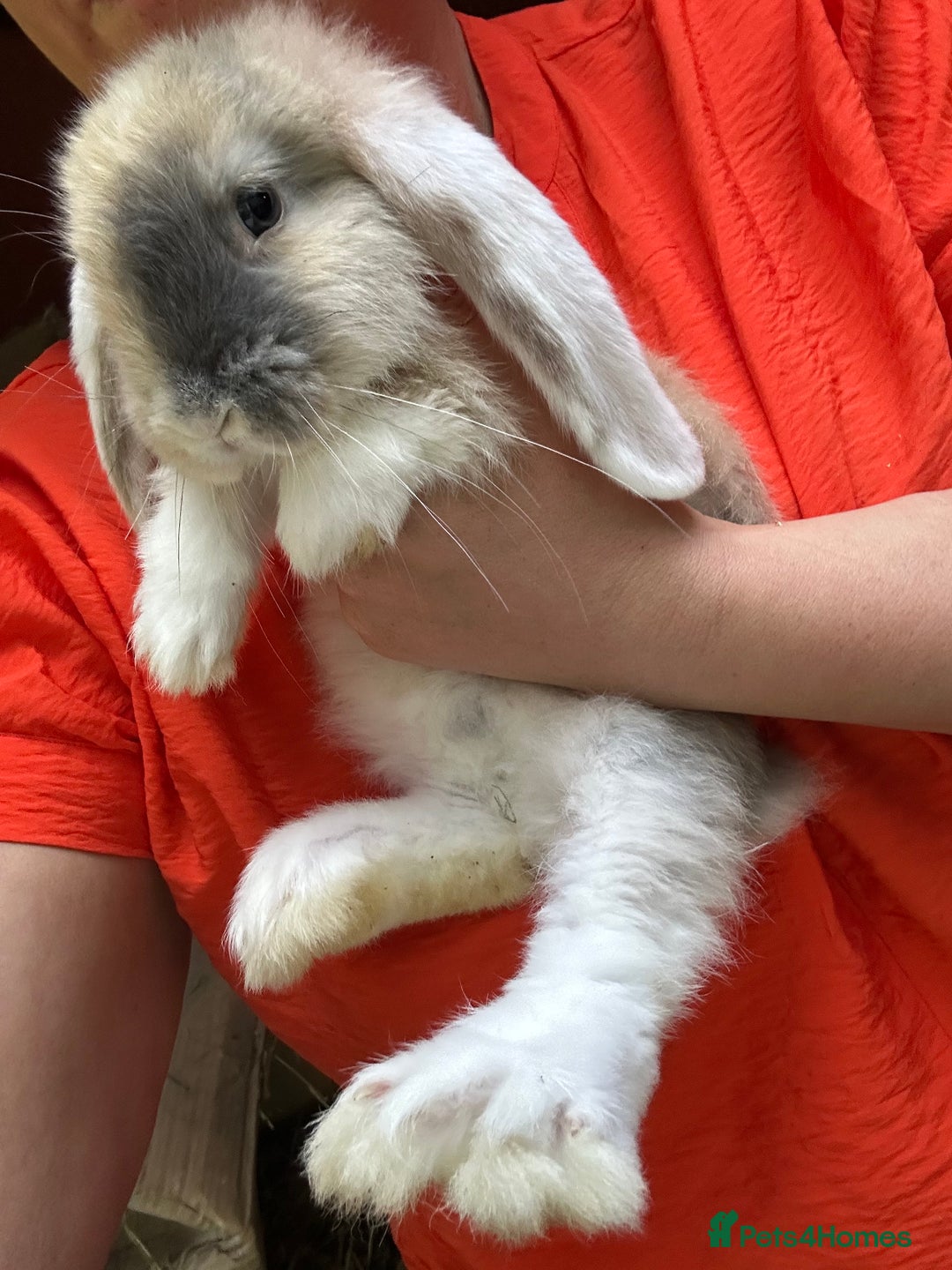 French Lop rabbits for sale: Giant French lop beautiful boy - Image 2