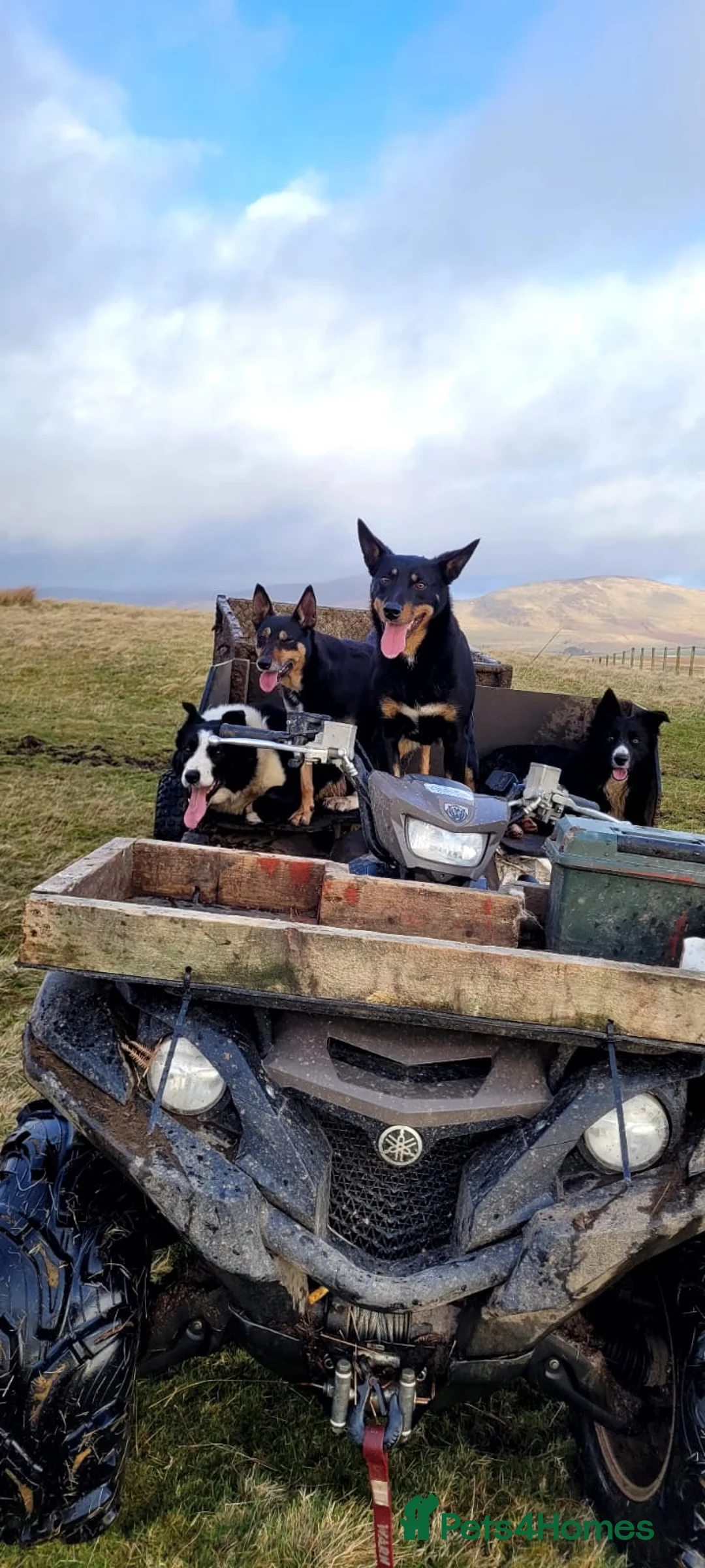 Mixed Breed dogs for sale: Collie cross Kelpie Puppies - Advert 3