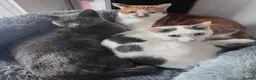 Mixed Breed cats for sale: 2 neutered brothers looking for their forever home - Advert 6
