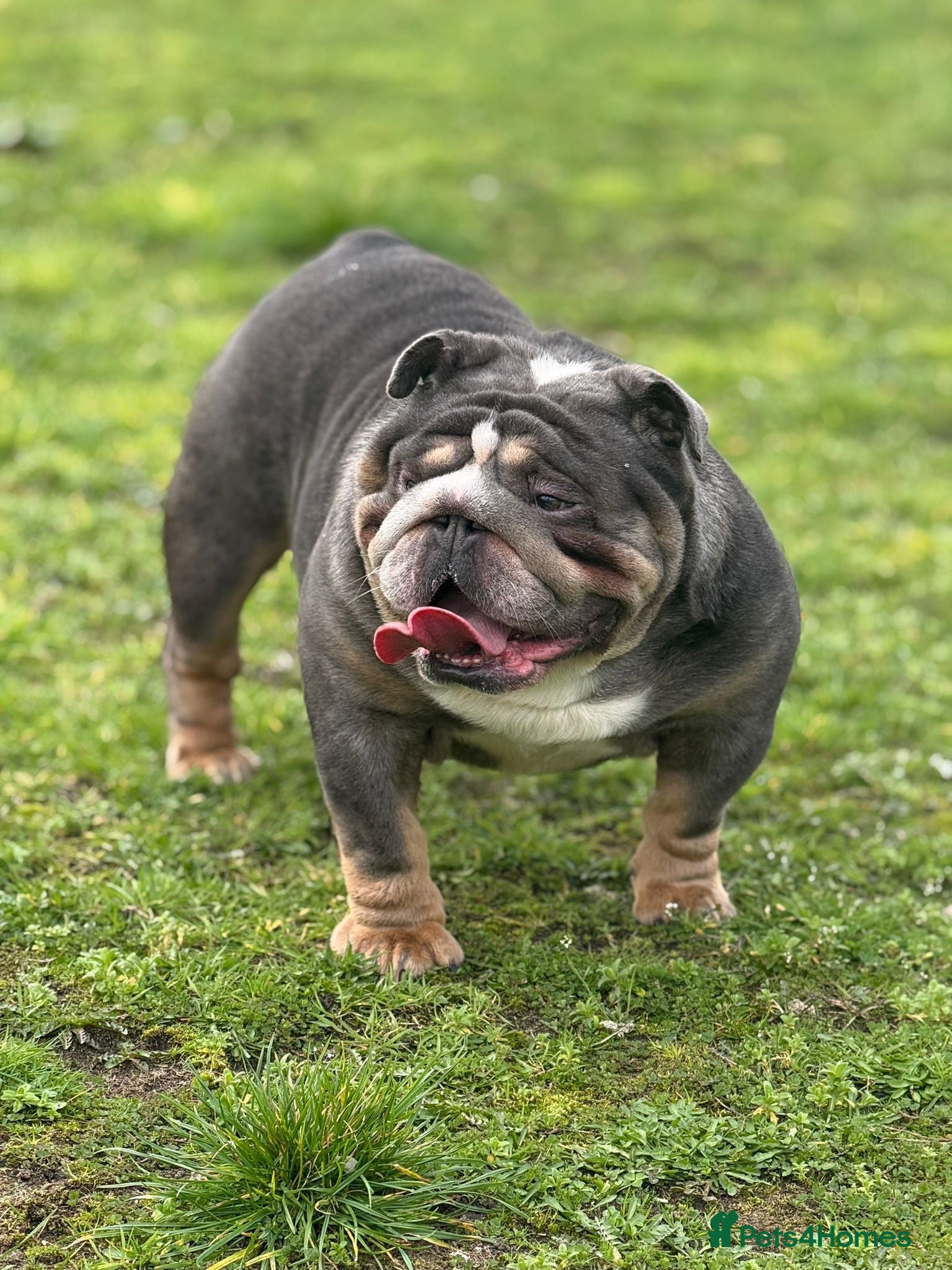 English Bulldog dogs Kc reg Incredible litter health tested Parents  - Advert 2