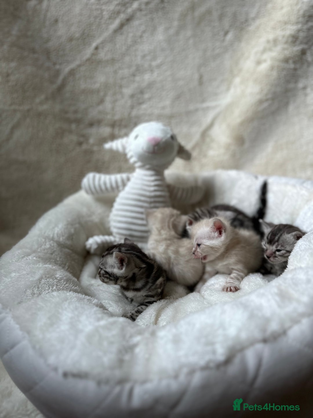 Bengal cats for sale: 💎💎💎 Luxury Bengal Kittens Available  - Image 14