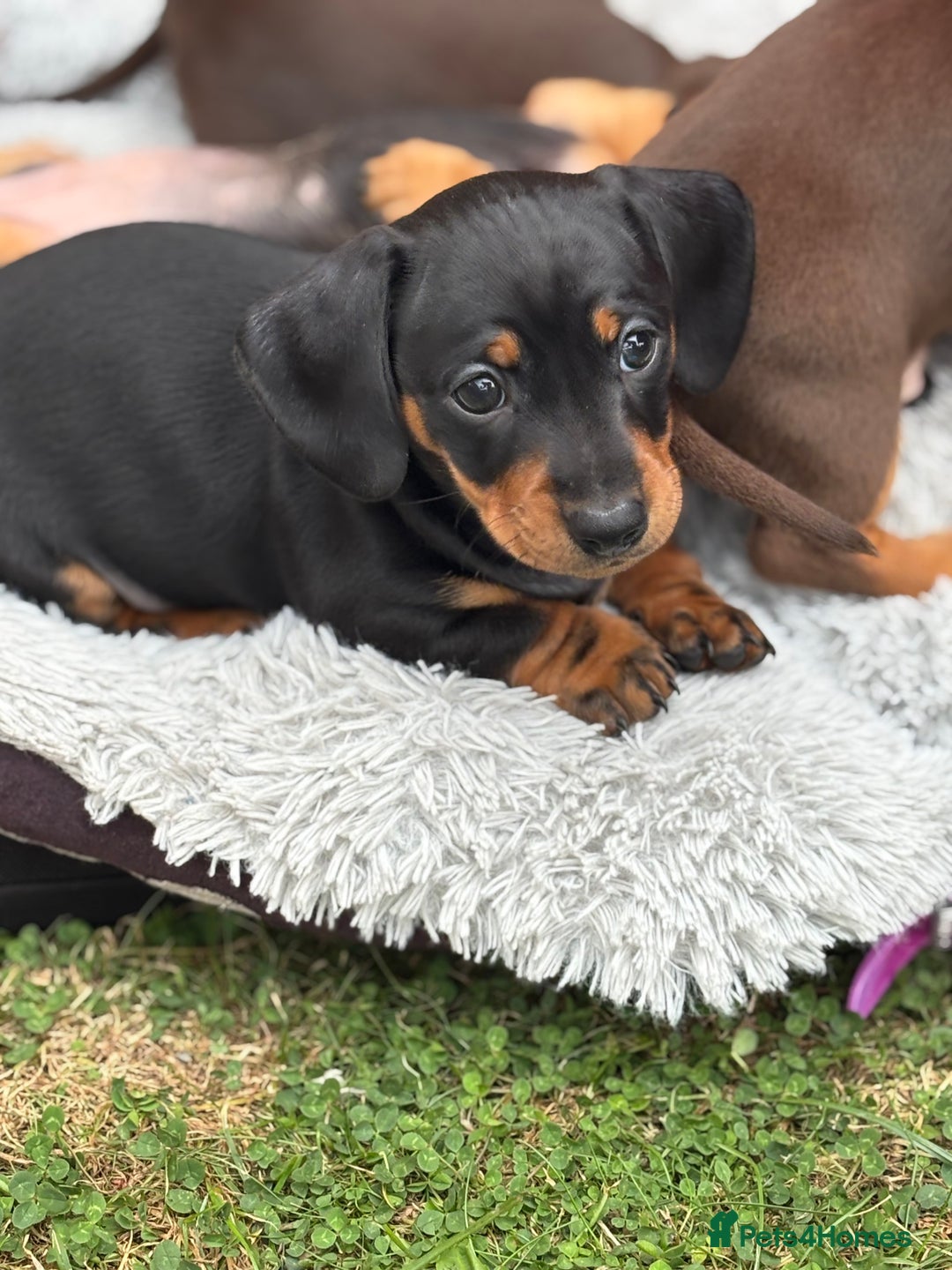 Miniature Dachshund dogs for sale: Miniature dachshund puppies  - Image 2
