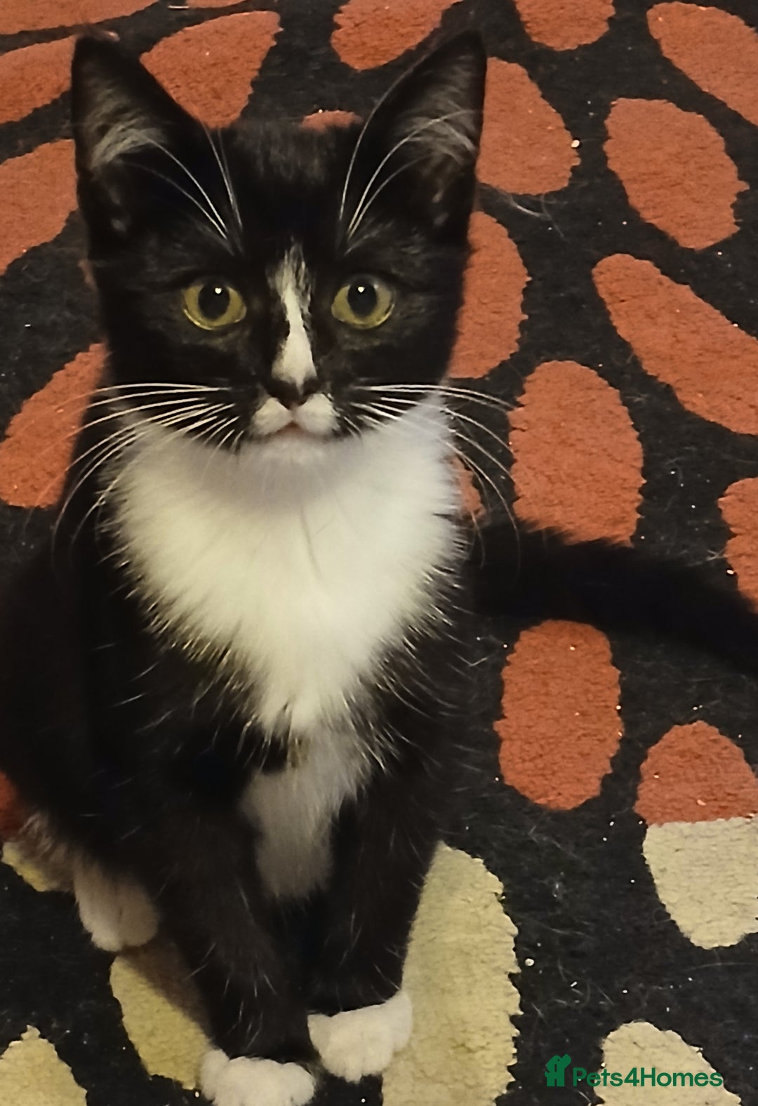 RagaMuffin cats for sale: Female Kitten - Image 1