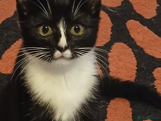 RagaMuffin cats - Advert 1