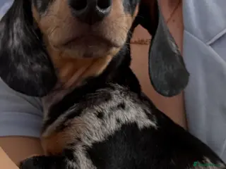 Miniature Dachshund dogs 15 week old miniature dachshund for sale - Advert 11