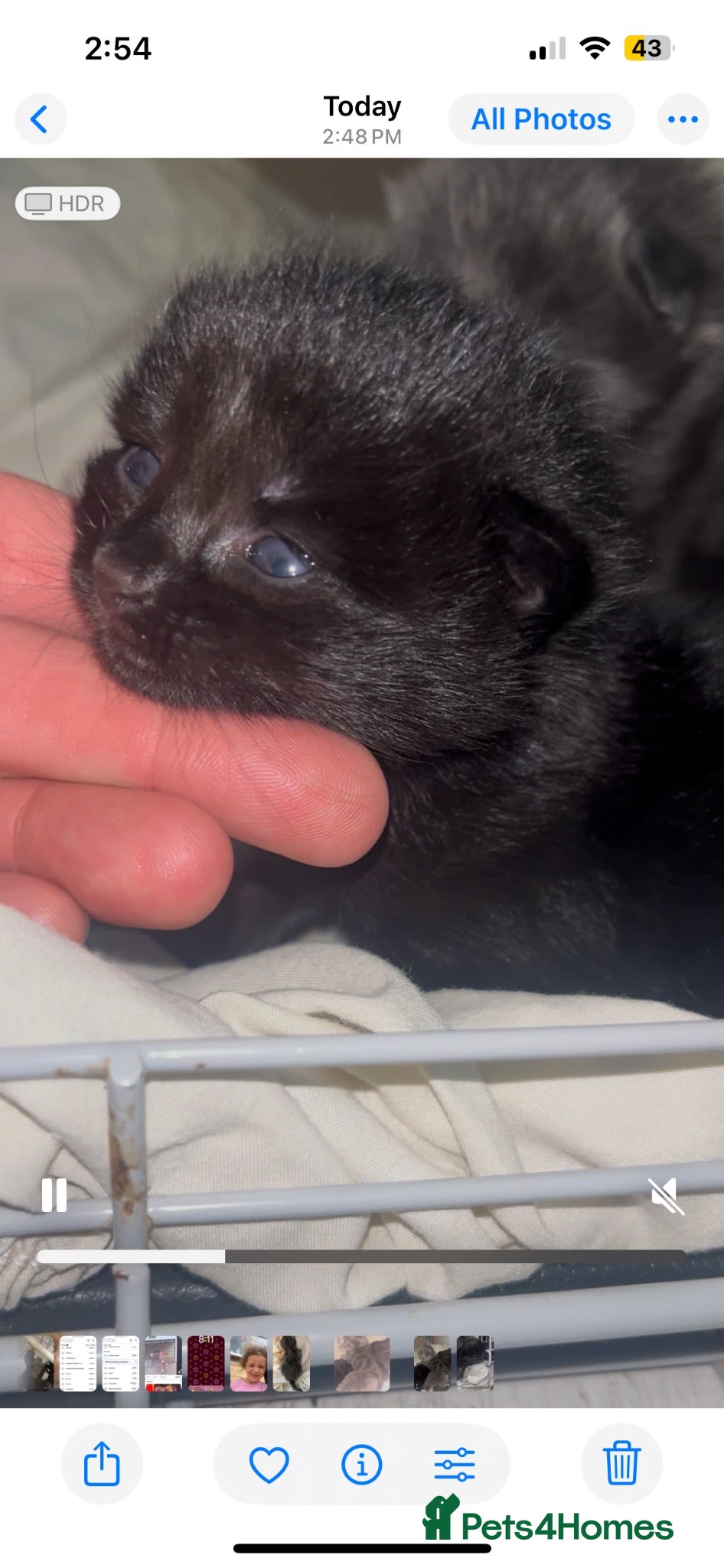 Mixed Breed cats Beautiful Bengal X kittens  - Advert 4