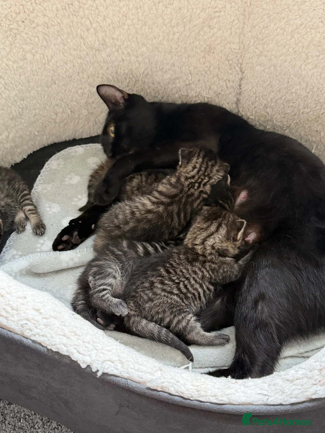Mixed Breed cats for sale: Kittens in Plymouth - Advert 1