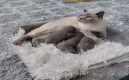 British Shorthair cats for sale: OUTSTANDING🏆PEDIGREE🎖CH SIRED in Dudley - Image 26