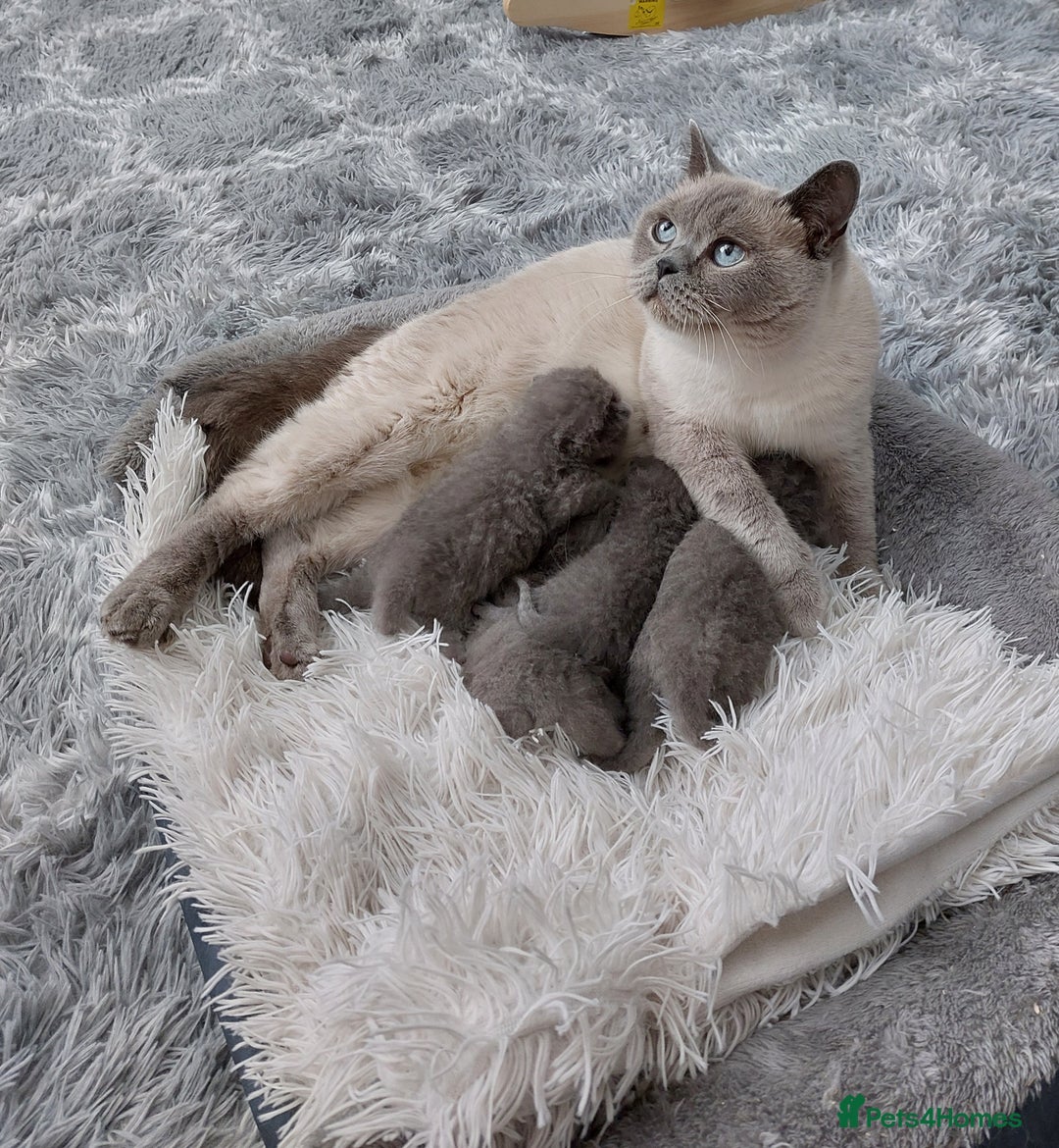 British Shorthair cats for sale: OUTSTANDING🏆PEDIGREE🎖CH SIRED in Dudley - Image 26