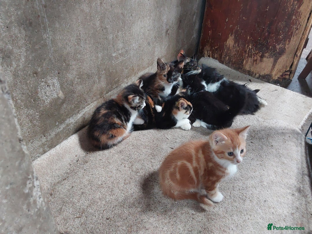 Mixed Breed cats for sale: Beautiful kittens for sale - Image 3