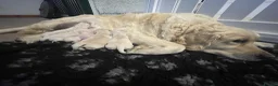 Golden Retriever dogs for sale: KC registered golden retriever puppies  - Advert 7