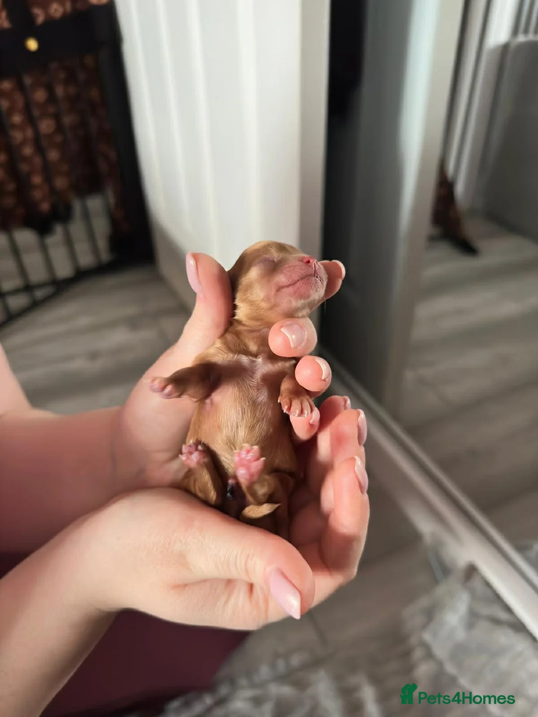 Maltipoo dogs for sale: Beautiful little of 3💫💫(Girls)💫💫 in Blackpool - Advert 2