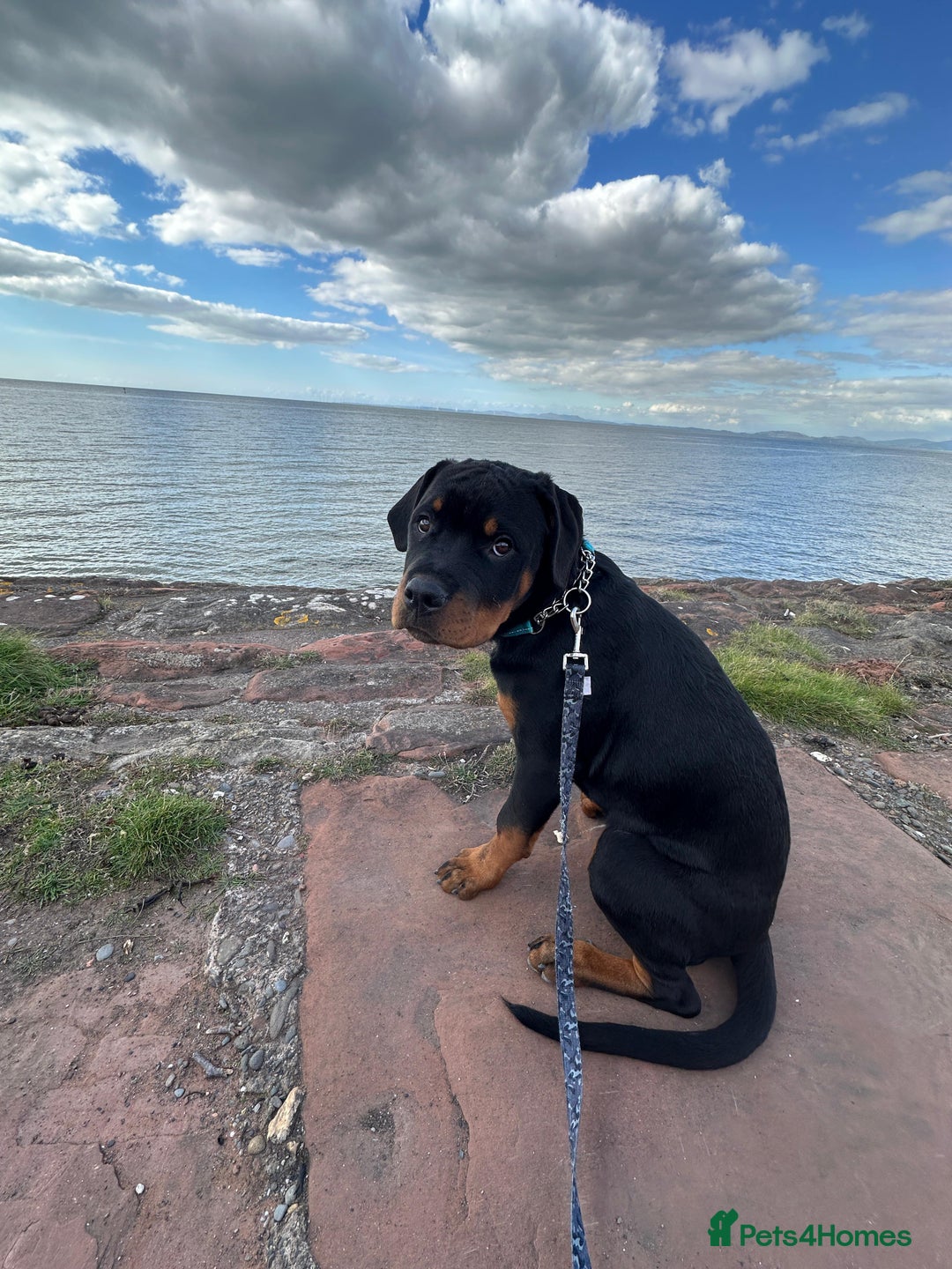 Rottweiler dogs for sale: 6 months male Rottie - Image 4