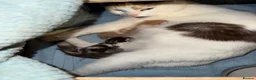 Mixed Breed cats for sale: 2 x kittens - Advert 1
