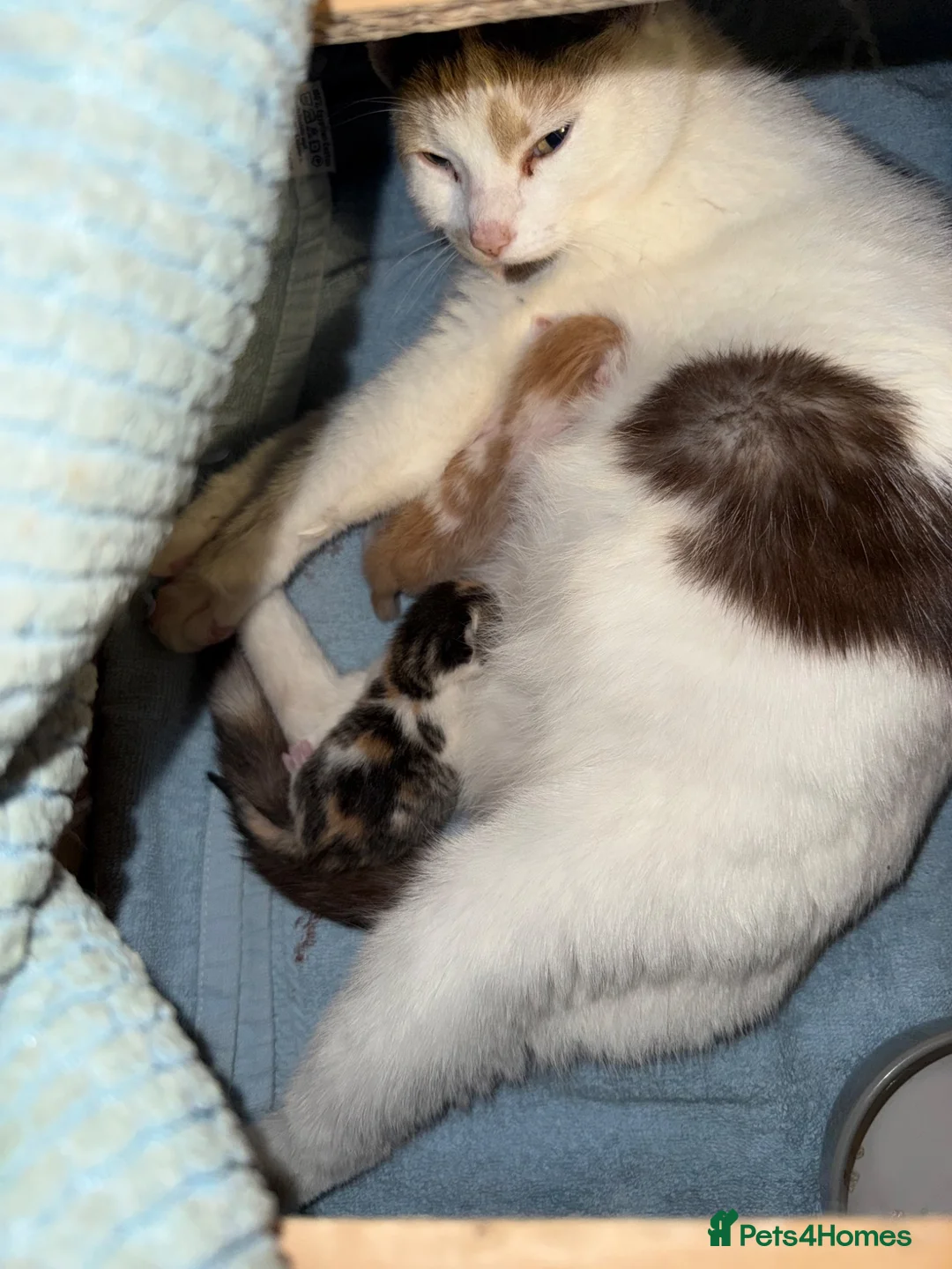 Mixed Breed cats for sale: 2 x kittens - Advert 1