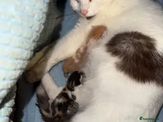 Mixed Breed cats 2 x kittens - Advert 1
