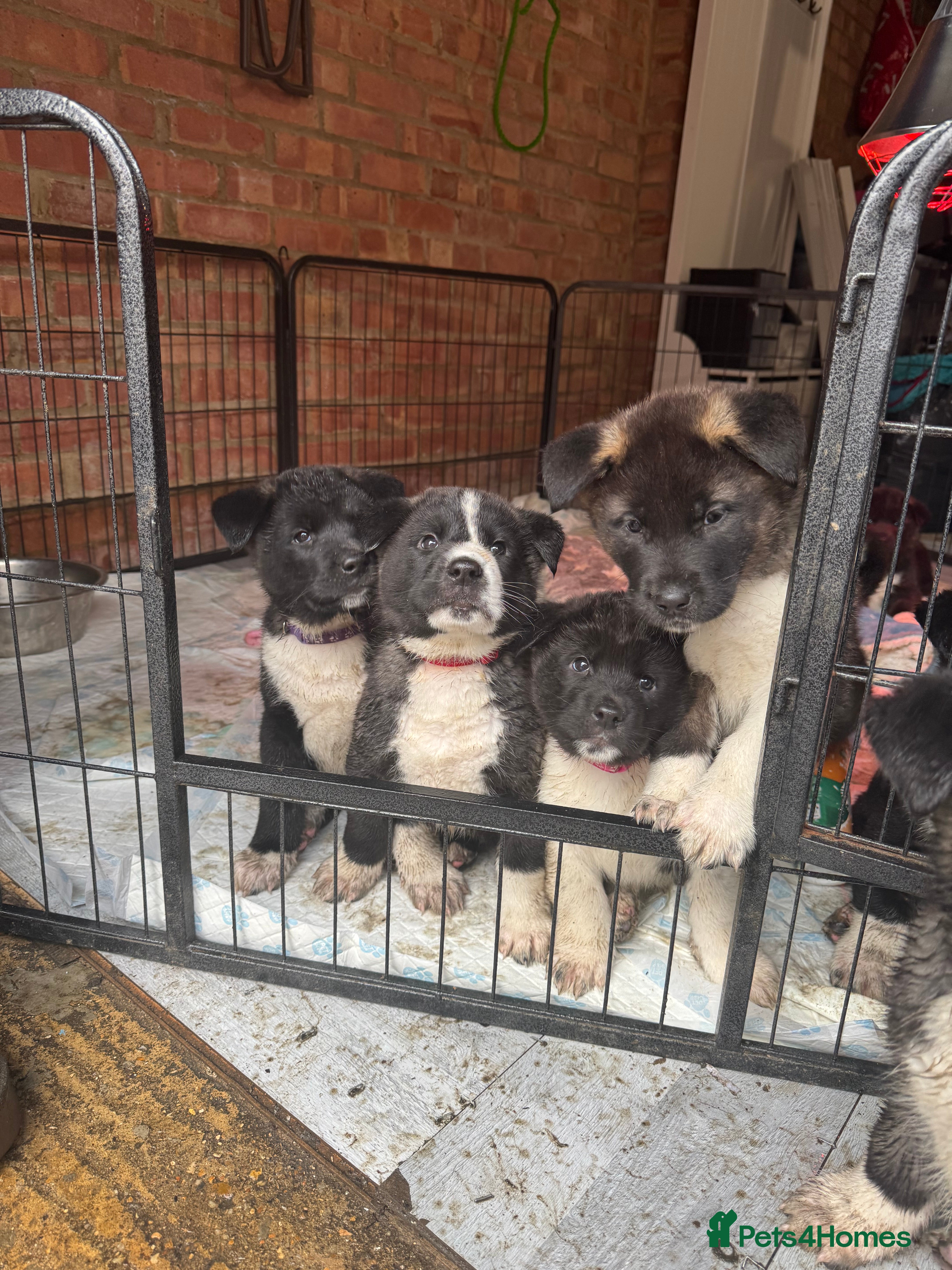 Akita dogs Black Mask American Akita Puppies - Advert 3