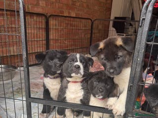 Akita dogs Black Mask American Akita Puppies - Advert 3
