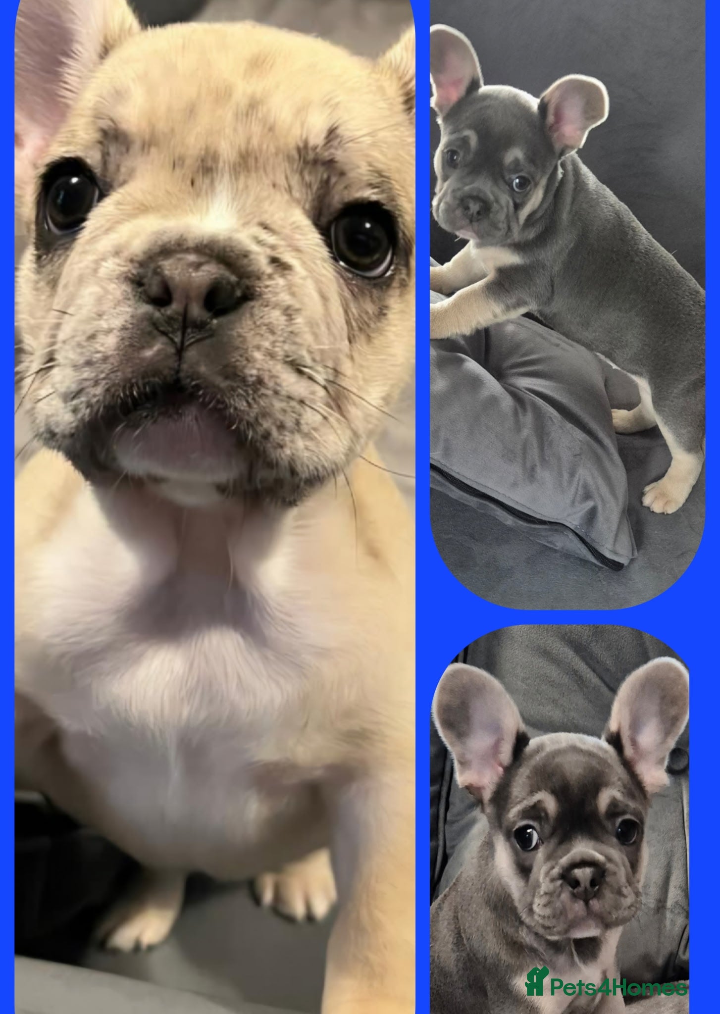 French Bulldog dogs Recently Reduced - beautiful french bulldogs - Advert 15