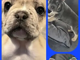 French Bulldog dogs Recently Reduced - beautiful french bulldogs - Advert 15