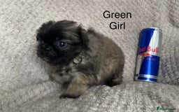 Mixed Breed dogs for sale: Tiny Pugingese pups  - Image 22