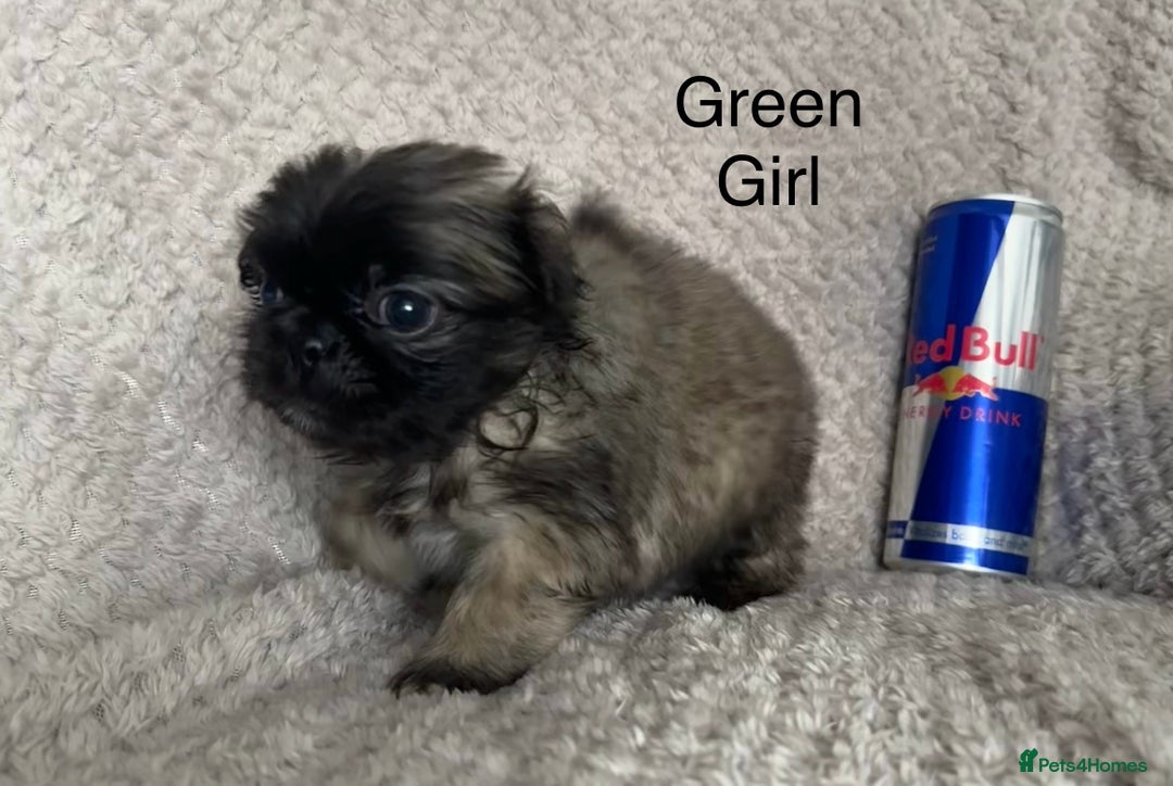 Mixed Breed dogs for sale: Tiny Pugingese pups  - Image 22