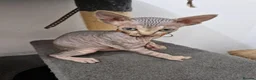 Sphynx cats for sale: Beautifull Tica sphynx kittens - Advert 22